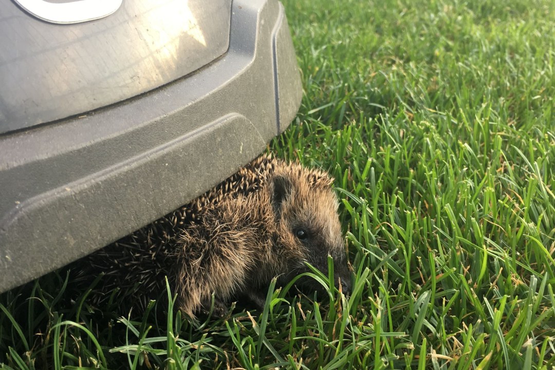 Igel unter Mähroboter | © Martina Gehret