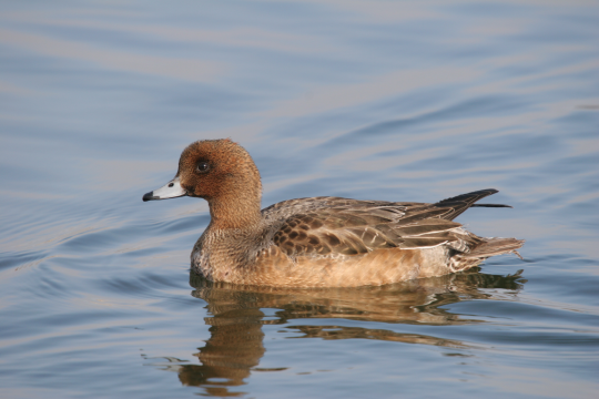 Pfeifenten-Weibchen auf dem Wasser | © Hans-Joachim Fünfstück