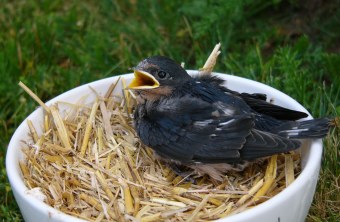 Junge Rauchschwalbe sitzt in einer weißen Schüssel voll Stroh bzw. Heu und hat den Schnabel aufgesperrt | © Peter Bria
