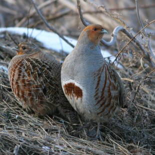 Rebhuhn Paar| © Zdenek Tunka