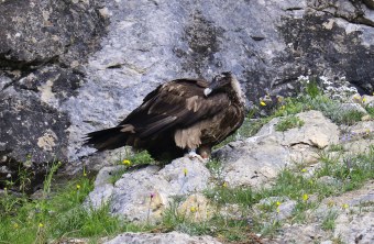 Recka steht auf einem Stein | © Markus Leitner