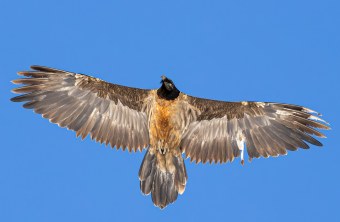 Recka im November 2024 in den Hohen Tauern | © Christoph Dietmeier