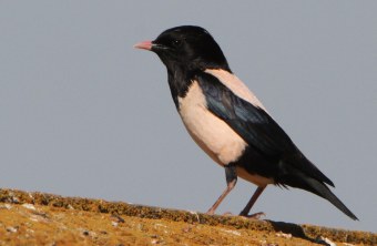 Männlicher Rosenstar auf einem Dachfirst | © Hans-Joachim Fünfstück