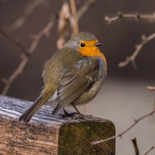 Rotkehlchen | © Daniela Hierl
