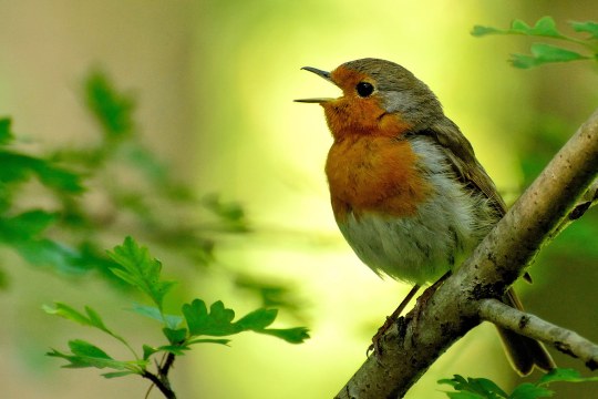 Rotkehlchen singt auf einem Ast | © Michael Thomas