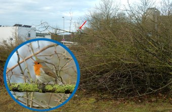 Rotkehlchen auf einem Asthaufen | © LBV