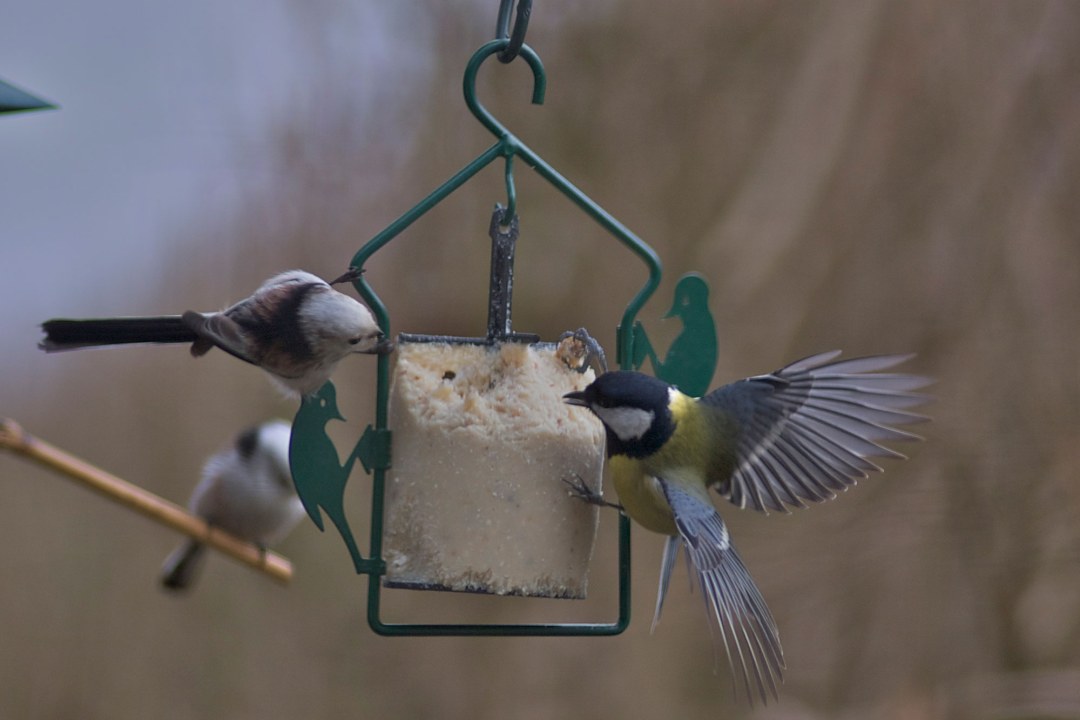 Kohlmeise und Schwanzmeise an einem Energiekuchen | © Fritz Junghans