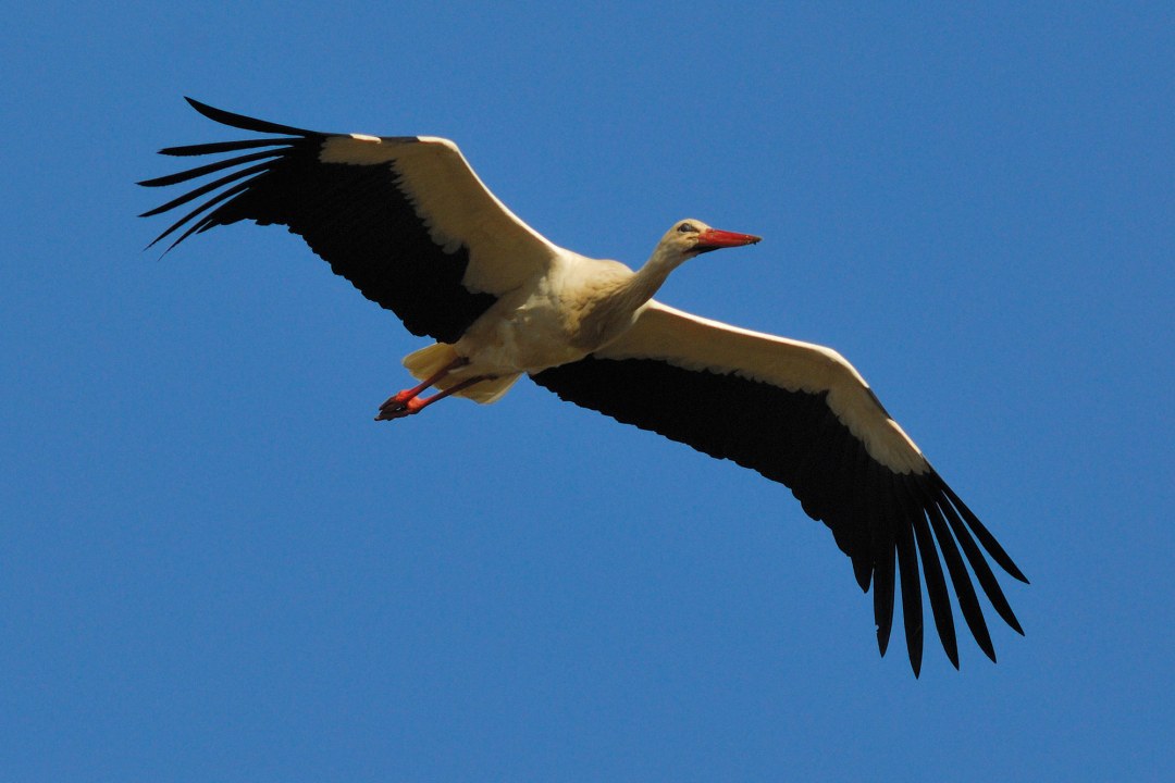 Weißstorch im Flug | © Henning Werth