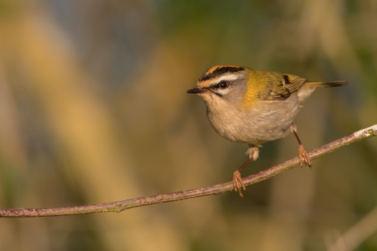 Sommergoldhähnchen auf dünnem Zweig | © Markus Glässel