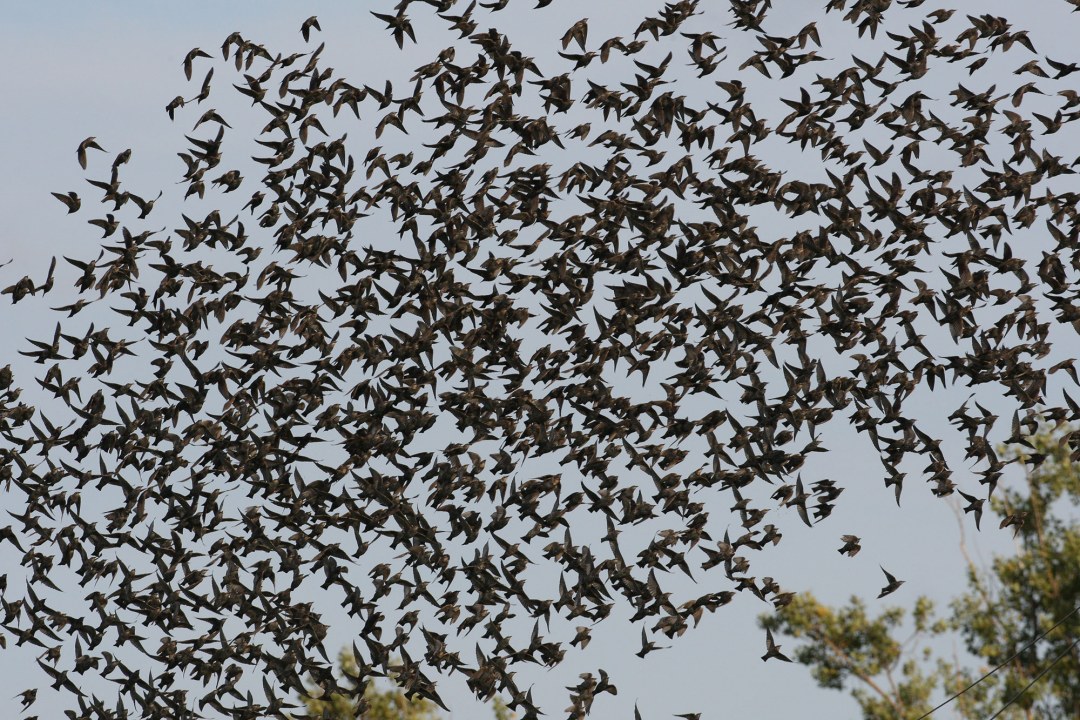 Starenschwarm am Himmel | © Zdenek Tunka