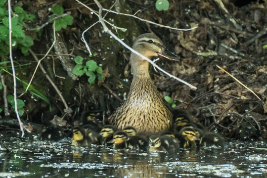 Stockente | © Julian Hanslmaier