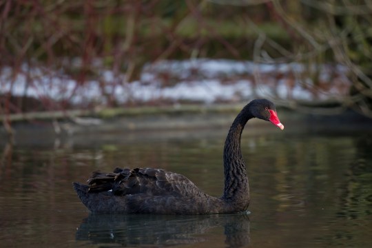 Trauerschwan im Wasser | © Marcus Bosch