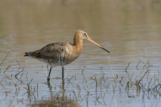 Uferschnepfe steht im Wasser | © Frank Derer