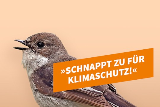 Kandidat Trauerschnäpper