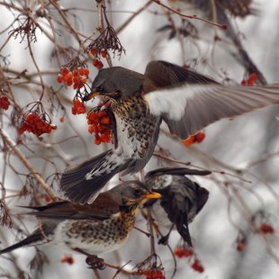 Wacholderdrosseln im Winter an einem Beerenbaum | © Volker Christoffel