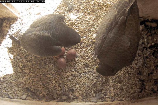 Wanderfalken-Paar im Horst mit drei Eiern | © LBV