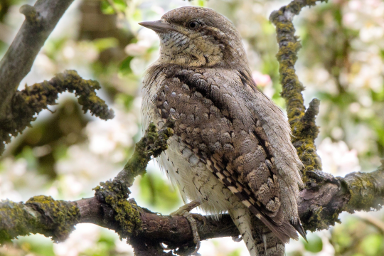 Wendehals_Jynx_torquilla | © Andreas Hartl