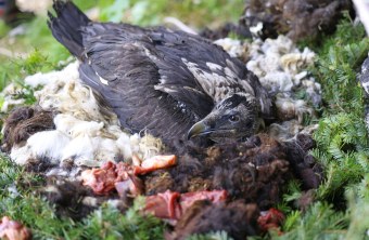 Bartgeier Wiggerl in der Nische | © Markus Leitner