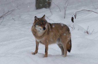 Ein Wolf steht im Schnee, es schneit | © Marcus Bosch