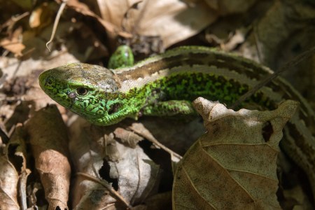 Zauneidechse im Laub | © Oliver Wittig