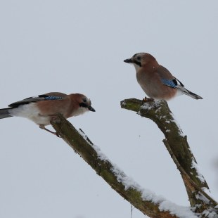 Zwei Eichelhäher auf zwei dicken Ästen sitzen sich gegenüber | © Peter Auernhammer