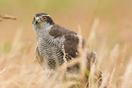 Habicht in einem Feld am Boden | © Rosl Rößner