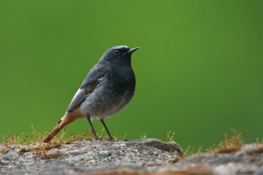 Hausrotschwanz auf Stein | © Rosl Rößner