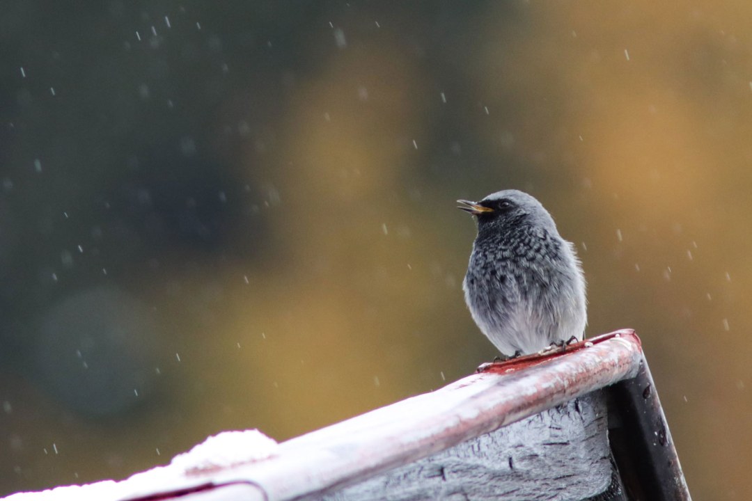Hausrotschwanz | © Daniel Nischwitz