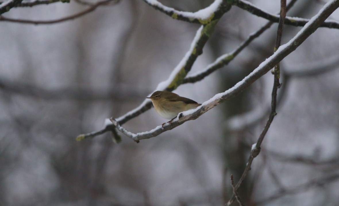 Zilzalp auf einem Ast, der mit Schnee bedeckt ist | © Lukas Sobotta