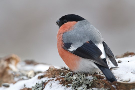 Ein Gimpel, auch Dompfaff genannt, sitzt auf verschneitem Holz | © Rosl Rössner