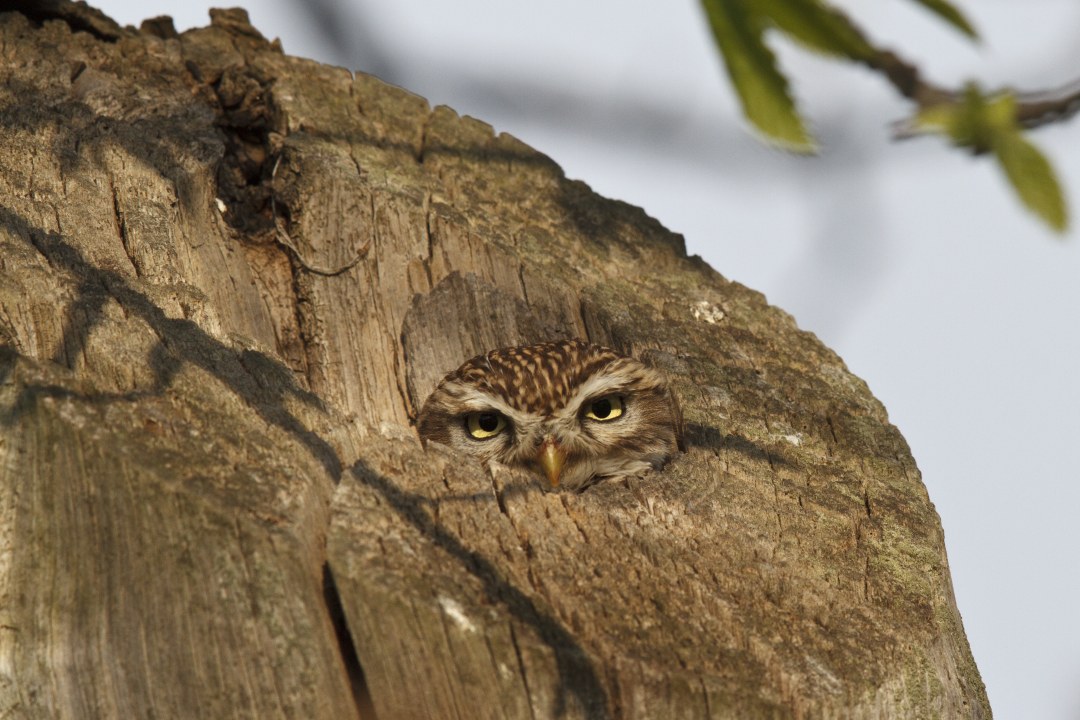 Nahaufnahme eines Steinkauz, der aus Baumhöhle schaut | © Roessner Rosl/ LBV Bildarchiv
