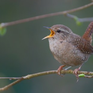 Zaunkönig | © Markus Glaessel