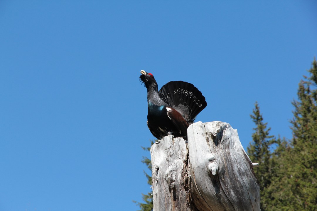 Auerhahn | © Richard Straub