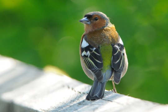 Buchfink | © Manfred Waldhier