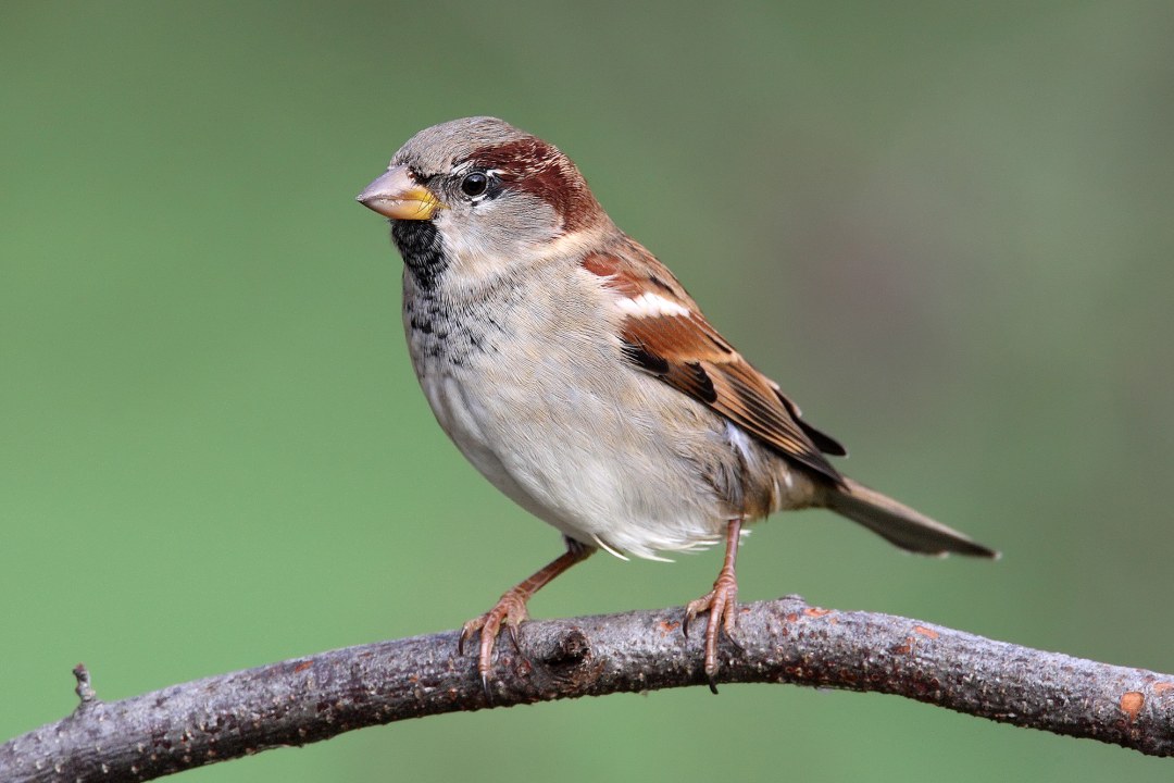 Ein männlicher Haussperling sitzt auf einem dünnen Ast | © Frank Derer