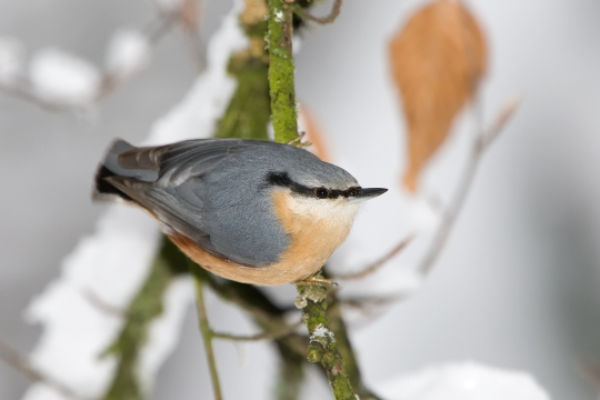 Kleiber | © Derer Frank