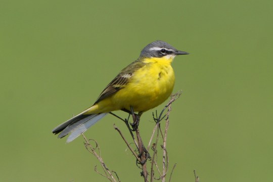Schafstelze | © Zdenek Tunka
