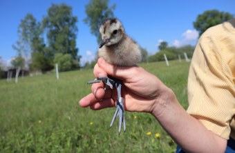 Brachvogelküken mit GPS-Sender | © Verena Auernhammer