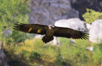 Wally im Flug | © Markus Leitner