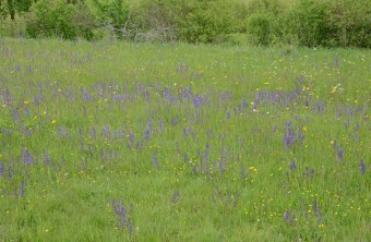Blütenreiche Wiese | © Andreas von Lindeiner