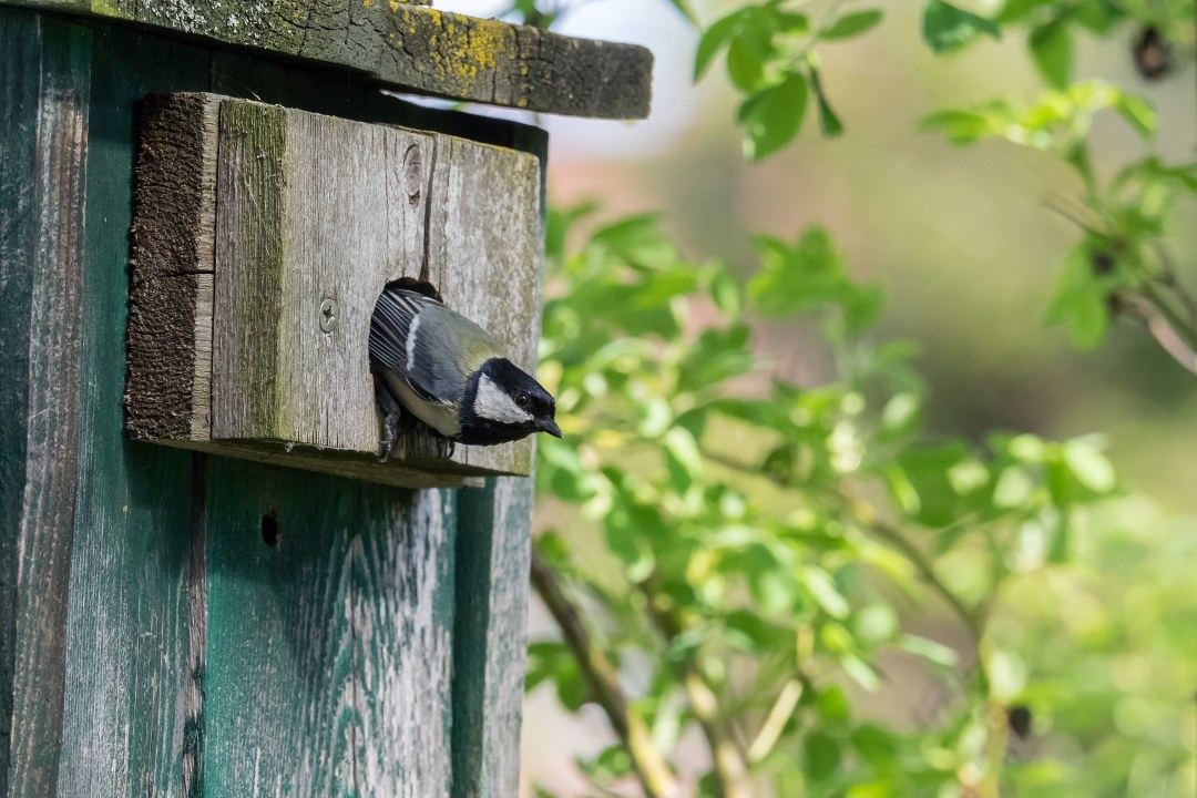Kohlmeise am Nistkasten | © Oliver Wittig