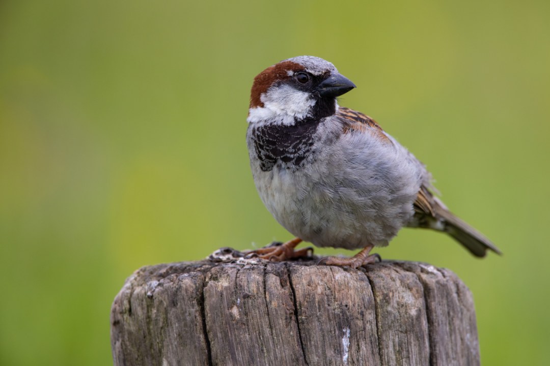 Haussperling | © Frank Derer