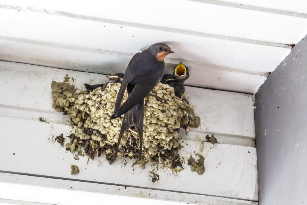 Rauchschwalbe | © Susanne Rieck