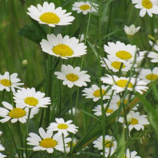 Acker-Hundskamille | © Birgit Helbig