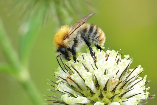 Ackerhummel | © Friedrich Hartl