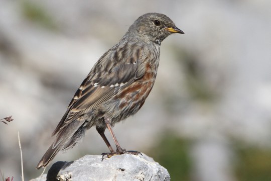 Alpenbraunelle auf Felsstein | © H.-J. Fünfstück