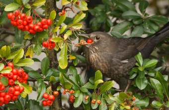 Amselweibchen in einer Hecke mit Beeren | © Rosl Rößner