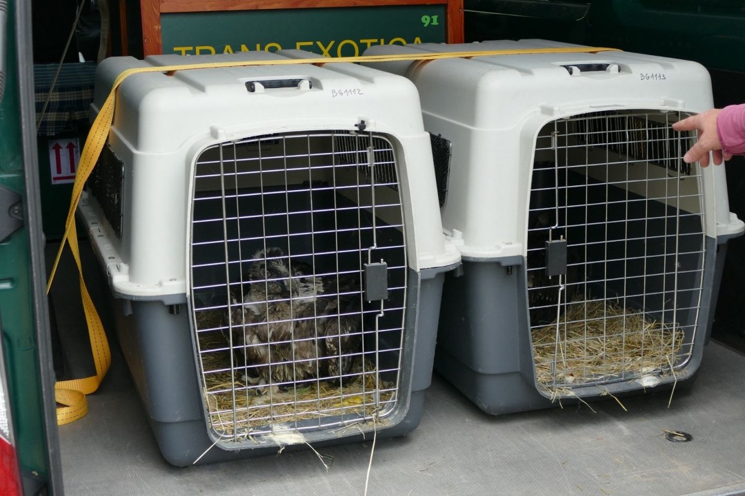 Junger Bartgeier in Transportbox | © Jörg Beckmann