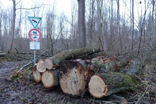 Aufgeschichtete Stämme vor einem Naturschutzschild | © Rudolf Wittmann