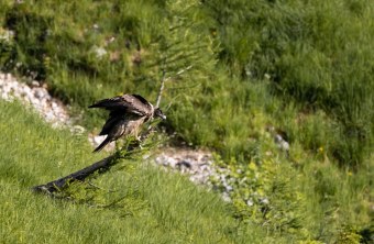 Bartgeier Bavarias erster Rastplatz in Freiheit  | © Richard Straub
